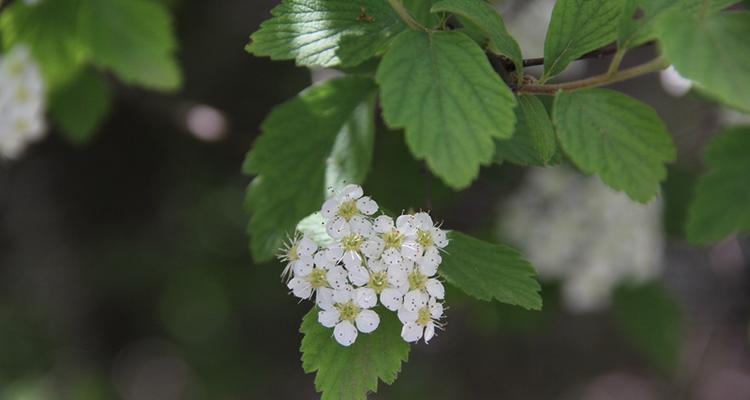 麻叶绣线菊的花语及其寓意（探寻麻叶绣线菊的神秘花语）