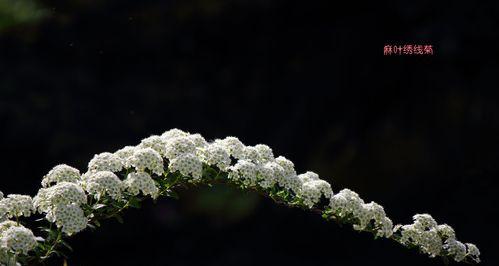 麻叶绣线菊的花语及其寓意（探寻麻叶绣线菊的神秘花语）