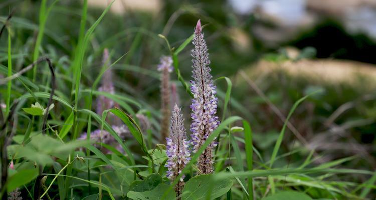 猫尾草花语与寓意——探究自由与坚韧之美（用猫尾草解读生命的奇迹）