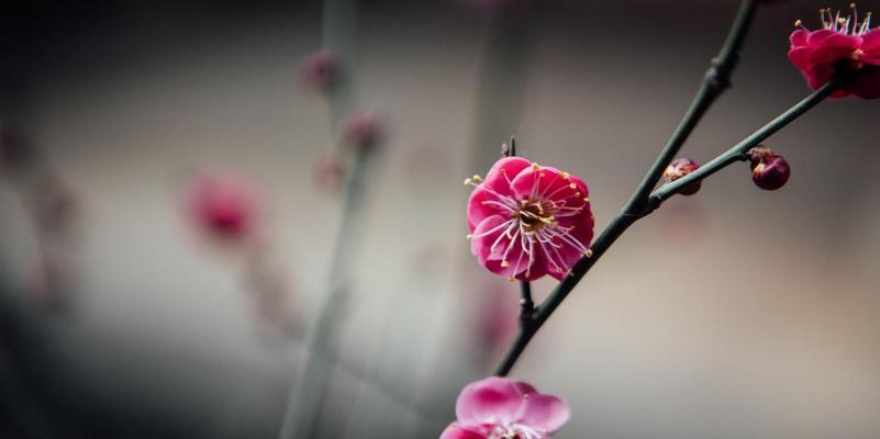 梅花花语-春寒料峭中的坚韧与希望（用梅花的花语诠释生命的力量与美丽）