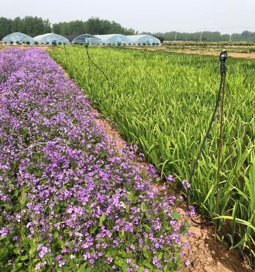 探析以苗龄的含义及应用领域（了解以苗龄的定义及其在农业与生物科学中的重要性）