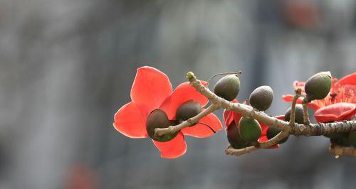 木棉花的寓意与象征（探索木棉花背后的深意）