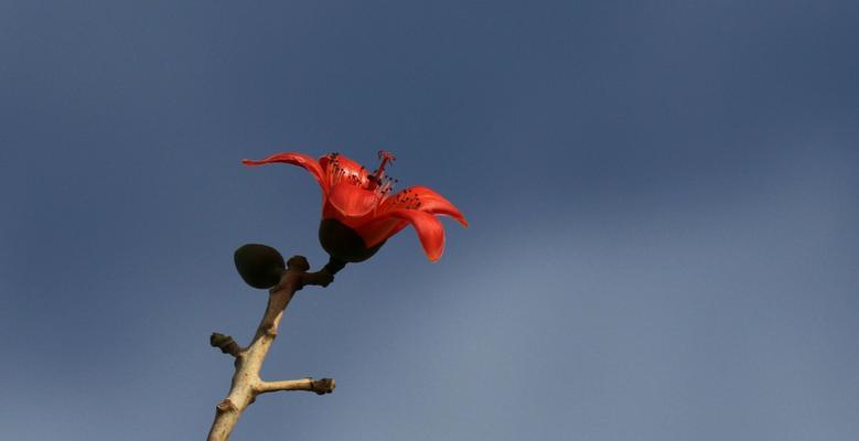 木棉花的寓意与象征（探索木棉花背后的深意）