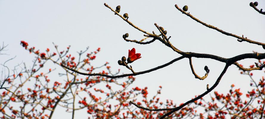 木棉花（木棉花——生命与奇迹之美）