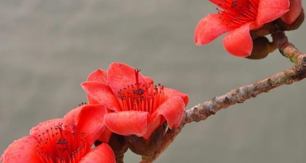 木棉花（木棉花——生命与奇迹之美）