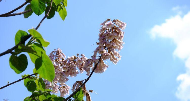 泡桐花的花语与美妙意义（桃花档次之外）