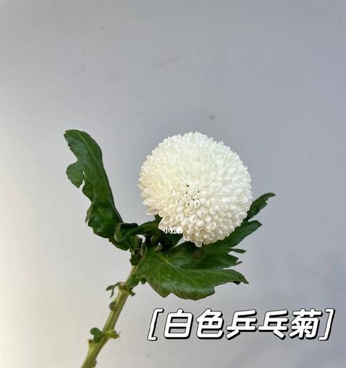 乒乓菊花语的意义与传承（揭示乒乓菊独特的情感表达与文化底蕴）