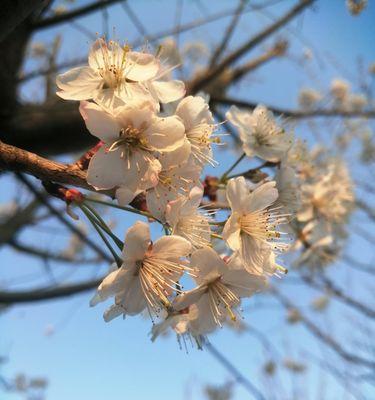 日本早樱花语与寓意（追寻花开）