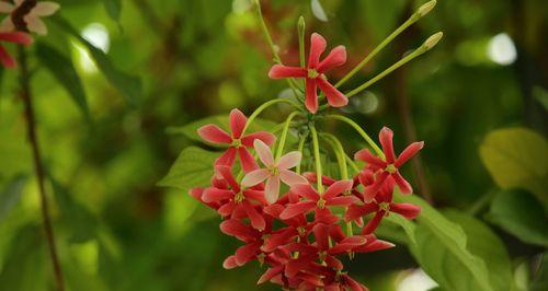 君子花语与寓意（探寻花之君子的内在意义）