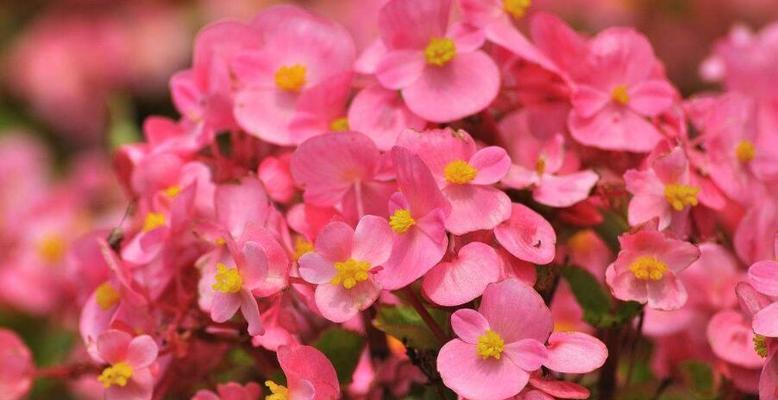 四季海棠花的花语与寓意（探寻四季海棠花的诗意）