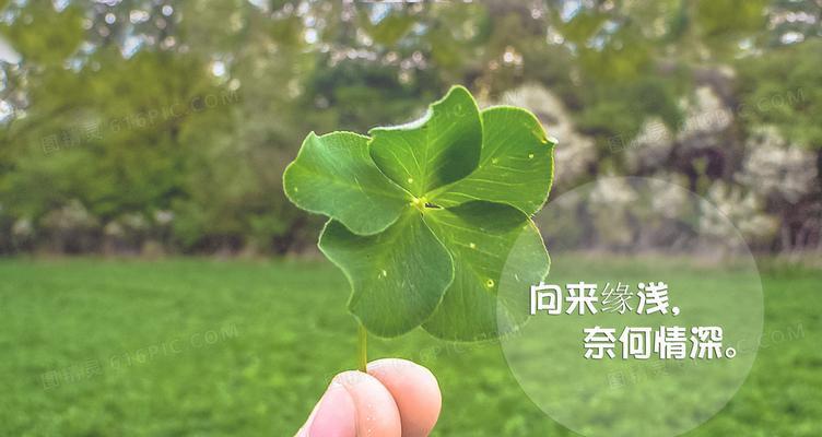 幸运草的花语与含义（探寻幸运草的不同象征意义）