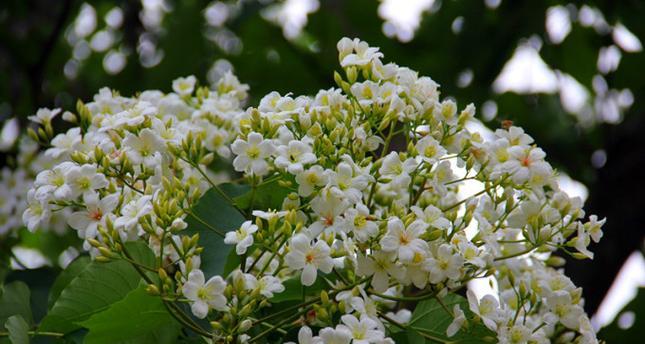 以油桐花的花语（探索油桐花的花语之美）