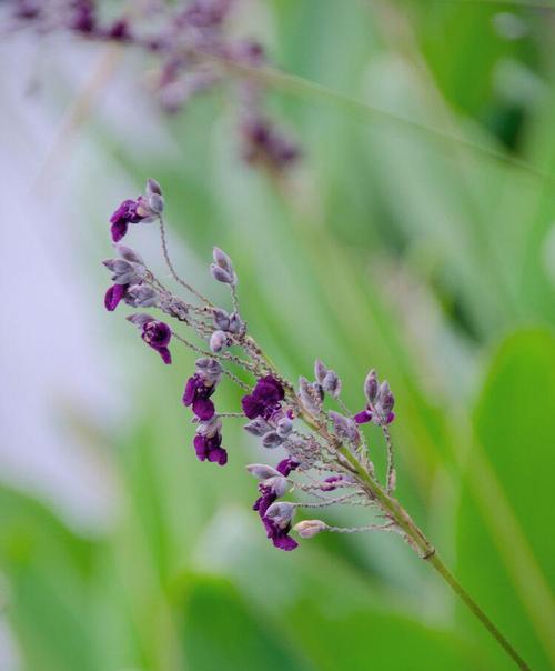 再力花的花语之美丽与祝福（再力花的花语与人生的意义）