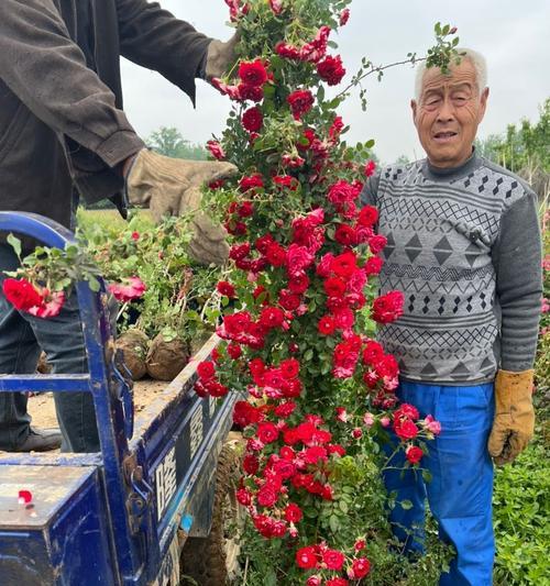 主蔓长度对植物生长的影响及调控机制（探究主蔓长度与植物生长的关系以及调节因素）