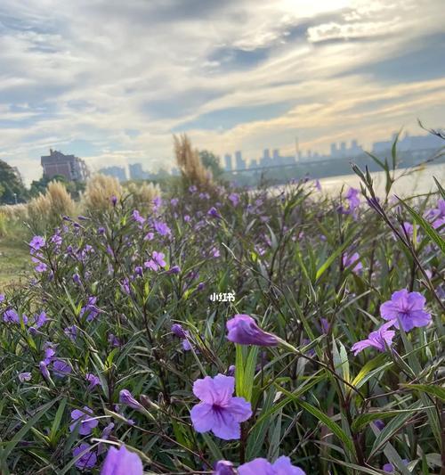 紫花翠芦莉花语之美丽传承（探寻紫花翠芦莉的含义与象征）