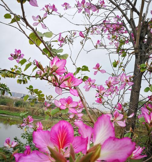 紫荆的花语及其深刻寓意（解读紫荆的花语）