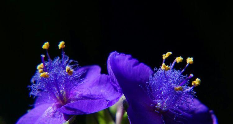 紫露草的花语与寓意（解读紫露草的花语）