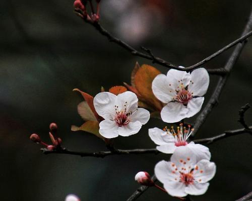 紫叶李的花语——青春与希望（探寻紫叶李的花语）