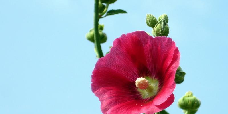 芙蓉花语的深意（揭秘芙蓉的真正含义）