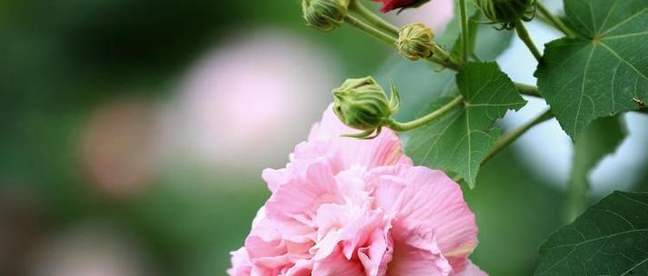 芙蓉花语的深意（揭秘芙蓉的真正含义）