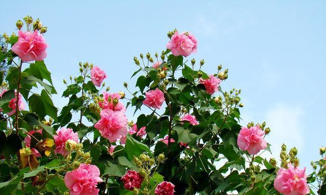 芙蓉花的花语及象征意义（深入探究芙蓉花的意义和象征）