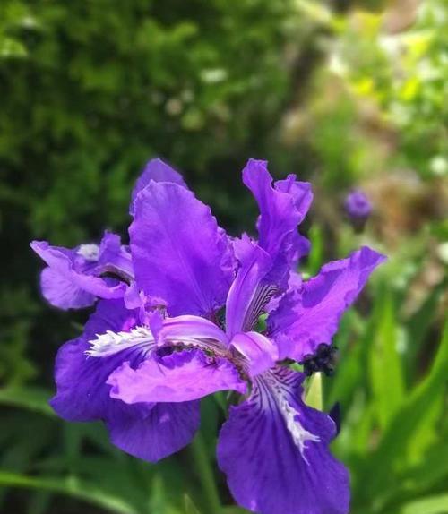 探索鸢尾花的花语与寓意（解读鸢尾花的深意）