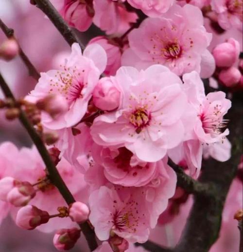 桃花传说（桃花传说的神秘力量和情感符号）