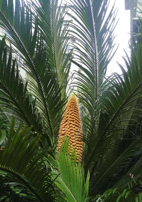 以铁树开花（铁树开花的传说与启示）