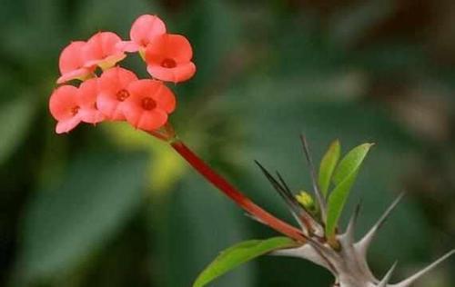 虎刺梅不开花的原因（探究虎刺梅开花难的种种因素）