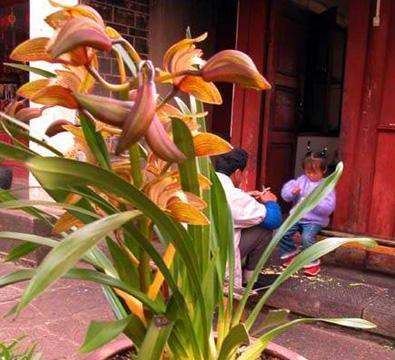 虎头兰的最佳土壤种植方法（如何选择土壤种植虎头兰）