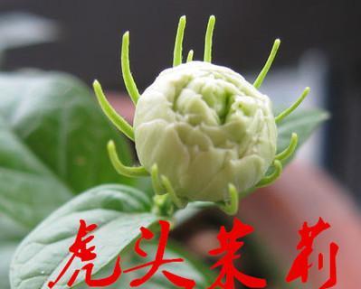 如何用正确的土壤养好虎头茉莉（选择土壤）