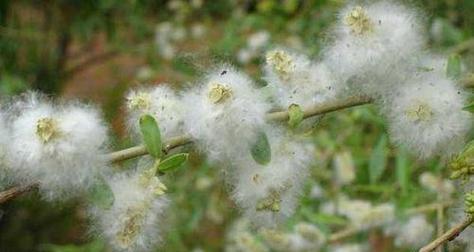 虎头茉莉有种子吗？——探究虎头茉莉的繁殖方式