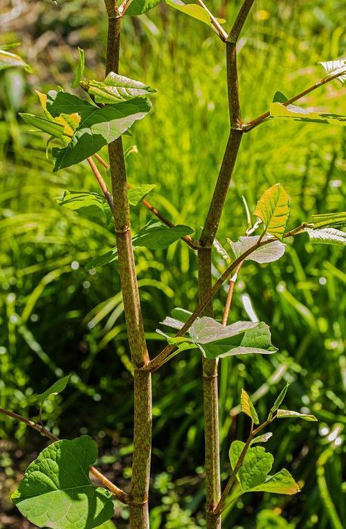 虎杖开花全攻略（虎杖开花的样子和注意事项）