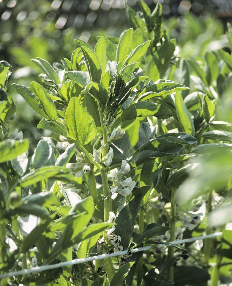 如何正确种植花豆（花豆种植时间和方法详解）