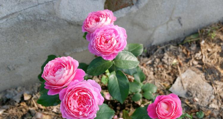 花宫娜月季的优缺点（品种特性分析及选植建议）