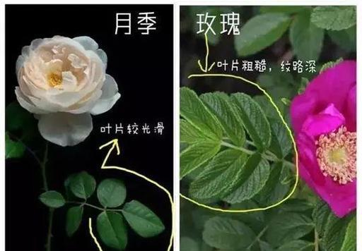 花宫娜月季的优缺点（品种特性分析及选植建议）