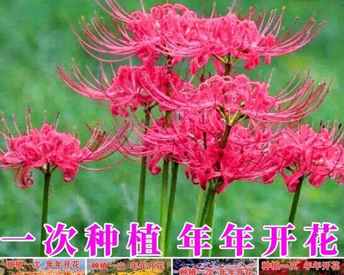 花卉种子的种植技巧（从选种到成活）