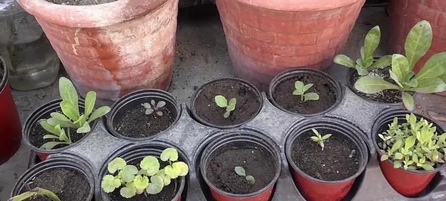 花卉种子的种植技巧（从选种到成活）