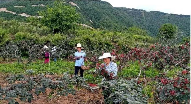 花椒的采摘时间和收获季节（了解花椒成熟期）