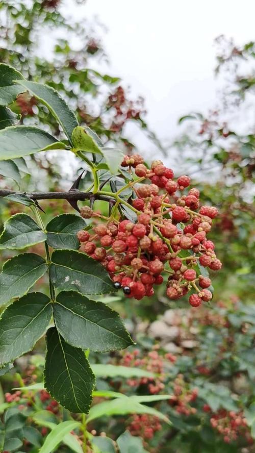 花椒林的多样化套种（探索花椒林的生态多样性）