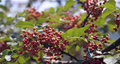 花椒为何落果（探究花椒落果的原因与防治）