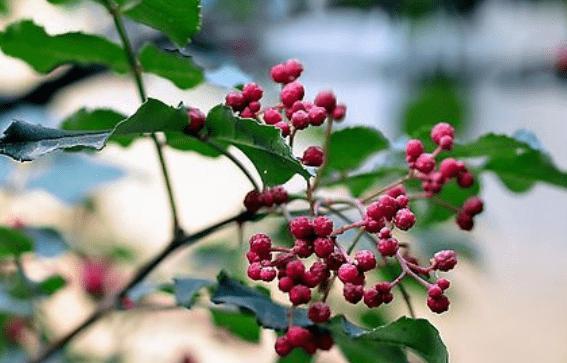 花椒成熟时间的探究（花椒成熟期长短）