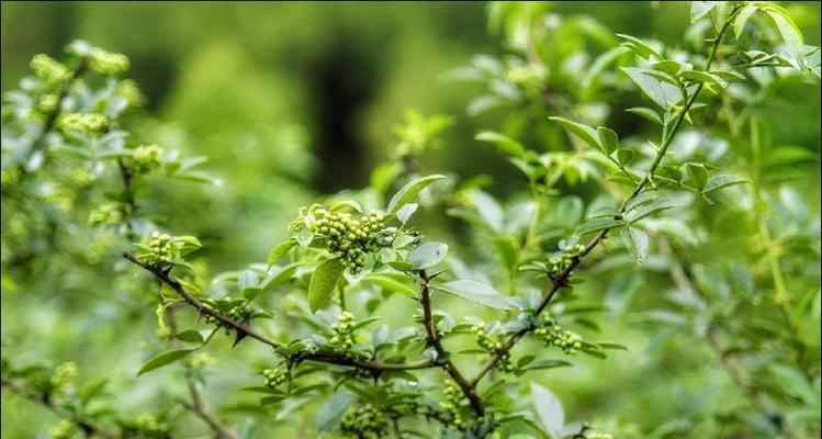 花椒种植时间详解（花椒种植的最佳时间）