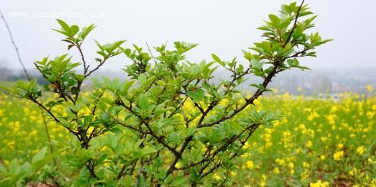 花椒果实是木本植物的表现形态（探究花椒木本植物的性质及特征）