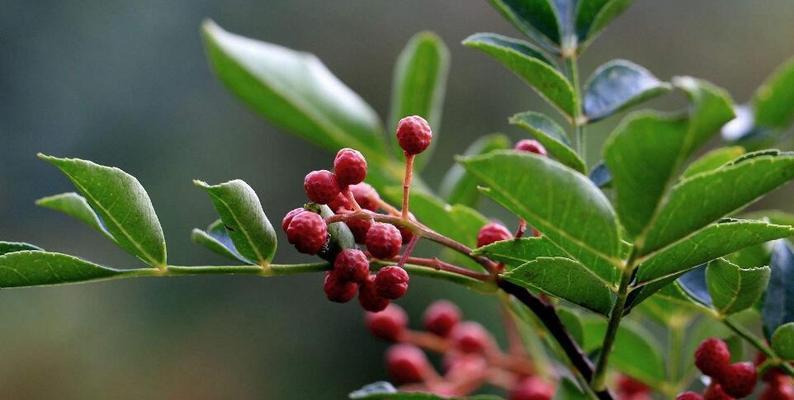 花椒的味道是什么（探秘中国川菜中的神秘风味）