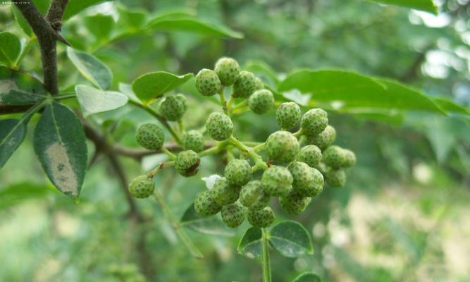 花椒的种植与应用（探秘花椒的栽培技术与药食用途）