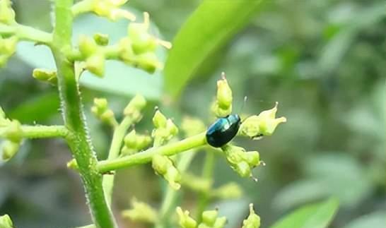 花椒树病虫害防治技术与方法措施（保护花椒树健康生长的有效措施）