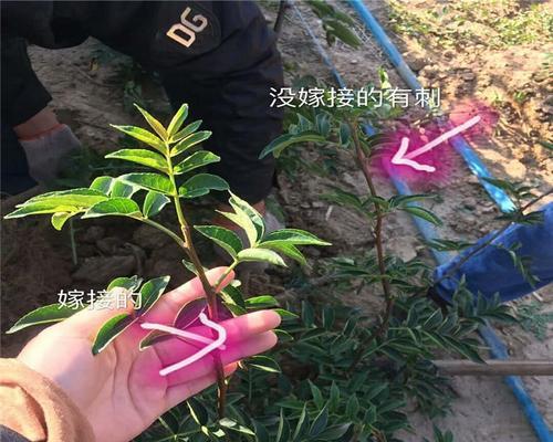 花椒树嫁接全攻略（掌握嫁接技巧）