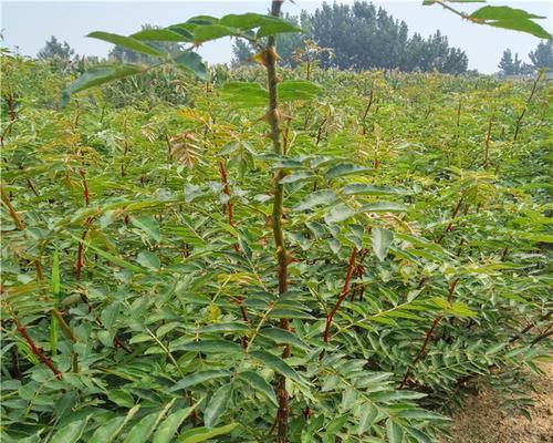 花椒树南方种植可行性研究（南方地区种植花椒树的条件与注意事项）