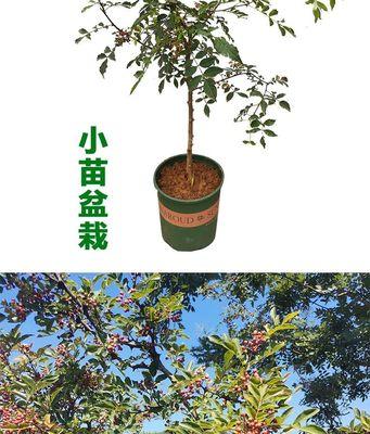 花椒树盆栽的种植与管理技术（打造健康美丽的花椒树盆栽）